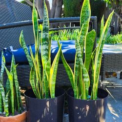 Snake Plant Succulents ( 2-3' ft. Tall ) 🐍🌿