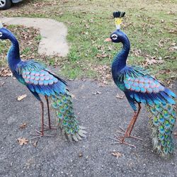 Outside Peacocks 