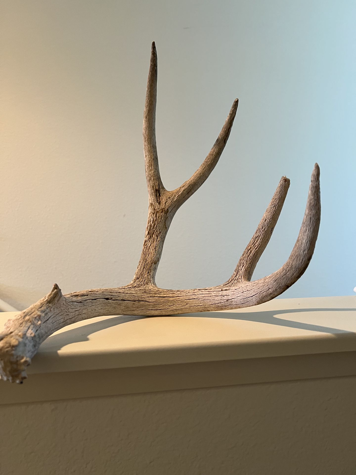 Elk Antler