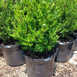 Boxwood 