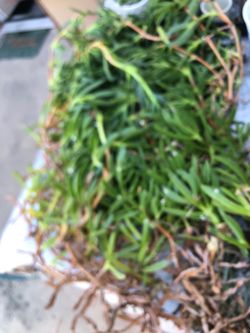 Ground cover succulent cuttings