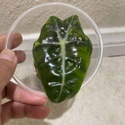 Polly Alocasia /alocasia Polly
