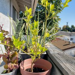 Calamansi Tree