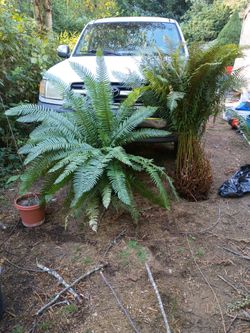 Extra large ferns