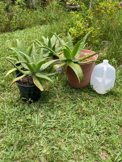 *$5 to $20* Aloe Maculata Plants | Soap Aloe Plants
