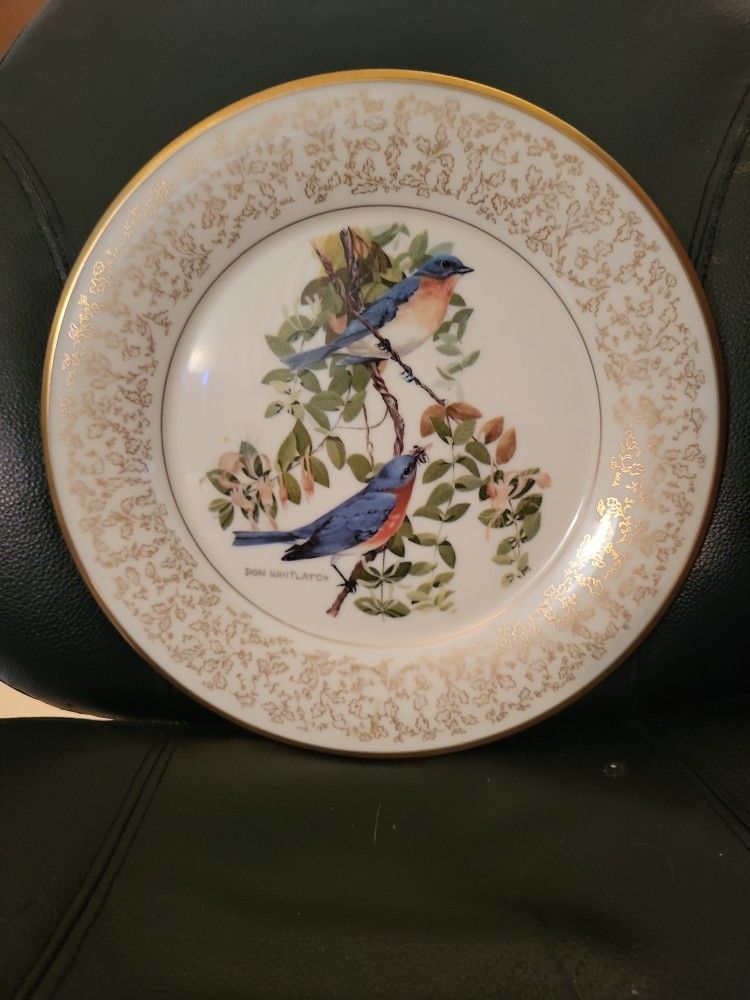 Eastern Bluebirds 1971