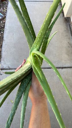 Fresh Aloe Vera Medium size