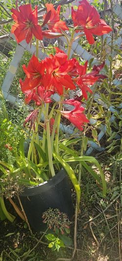 Planta De Azusenas 