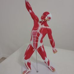 20 Inch Muscular Model