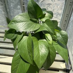 Pothos Plant 