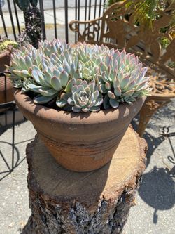 Plantas suculentas