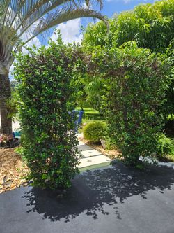 Jasmin Plants for sale