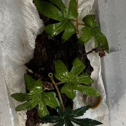 Tube Enclosure For Baby Crested Geckos