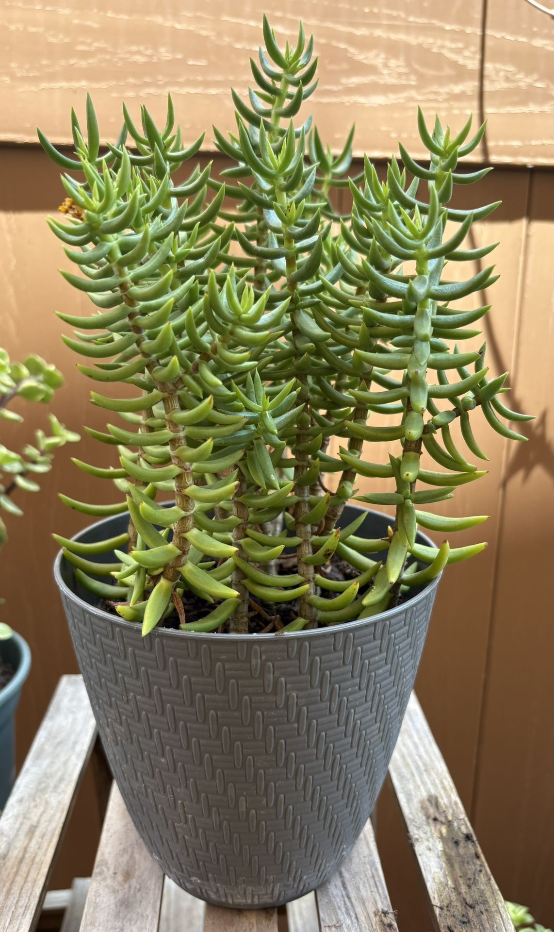 Mini Pine Tree