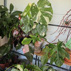 Thai Mostera Constellations 