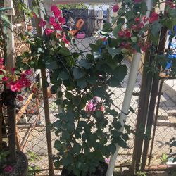 Bougainvillea 