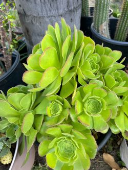 Succulent plant