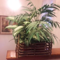 Plant Basket