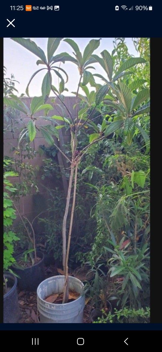 Arbol De Nispero Over 6ft Tall. Originally Asking 65 . This Mo. Asking 50