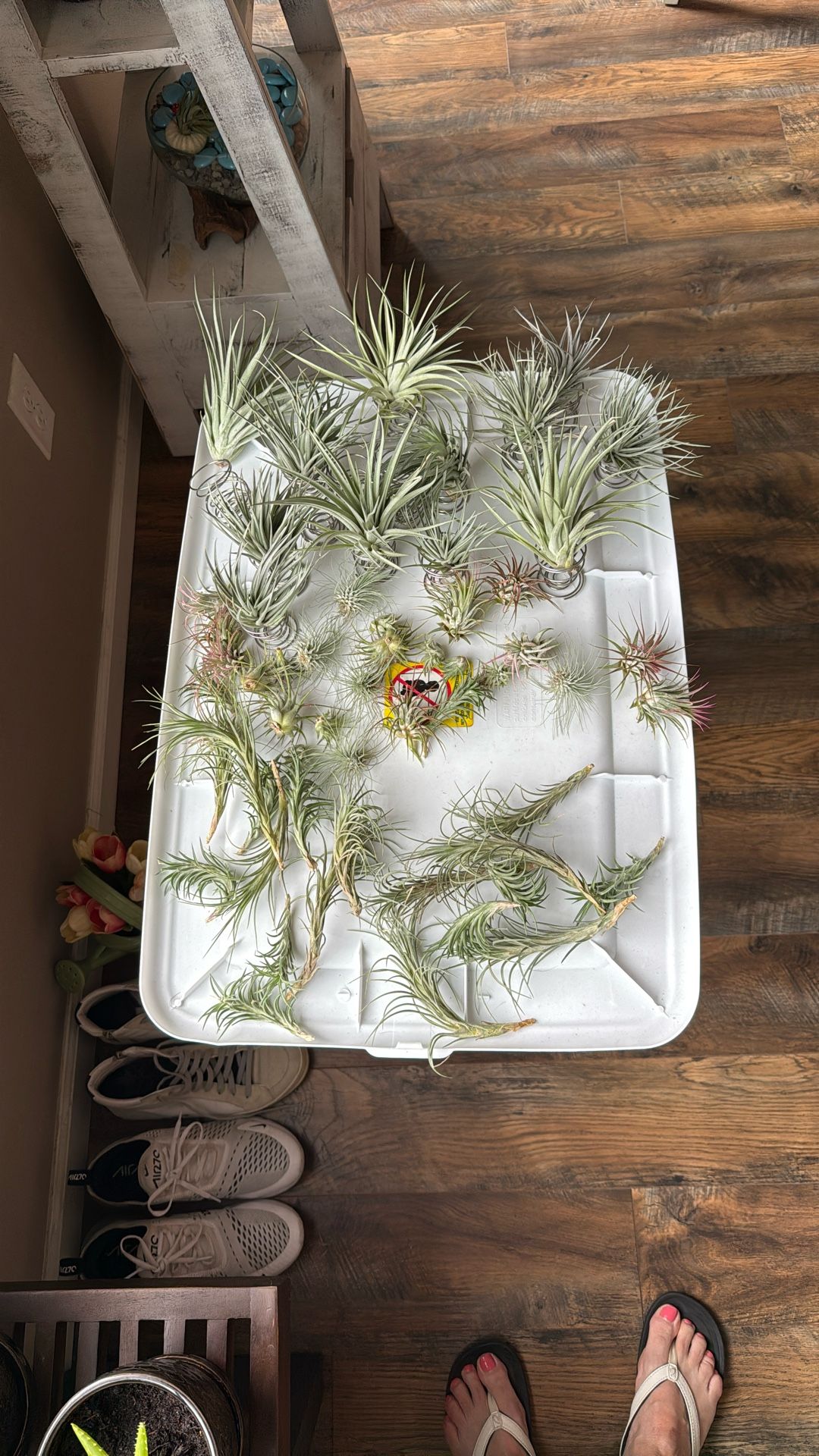 50 Air Plants All Sizes Large To Small 