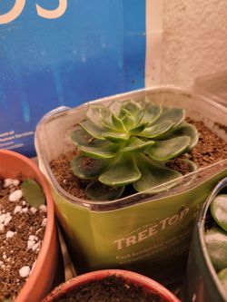 Large rosette Succulent in premium handmixed dirt