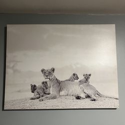 Lion Frame Picture