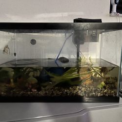 10 Gal Tank + Filter 