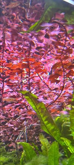 Ludwiga super red
