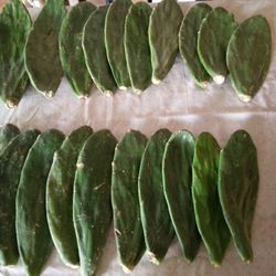 10 LBS Non-prickly Pear Nopal Cactus - Pink Flowers Red Fruit.