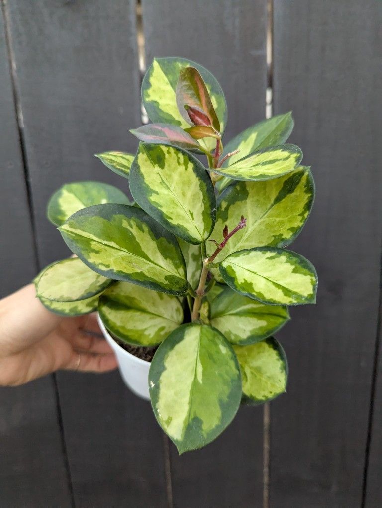 Hoya Australis Lisa Plant 4" Pot - Indoor House Plants