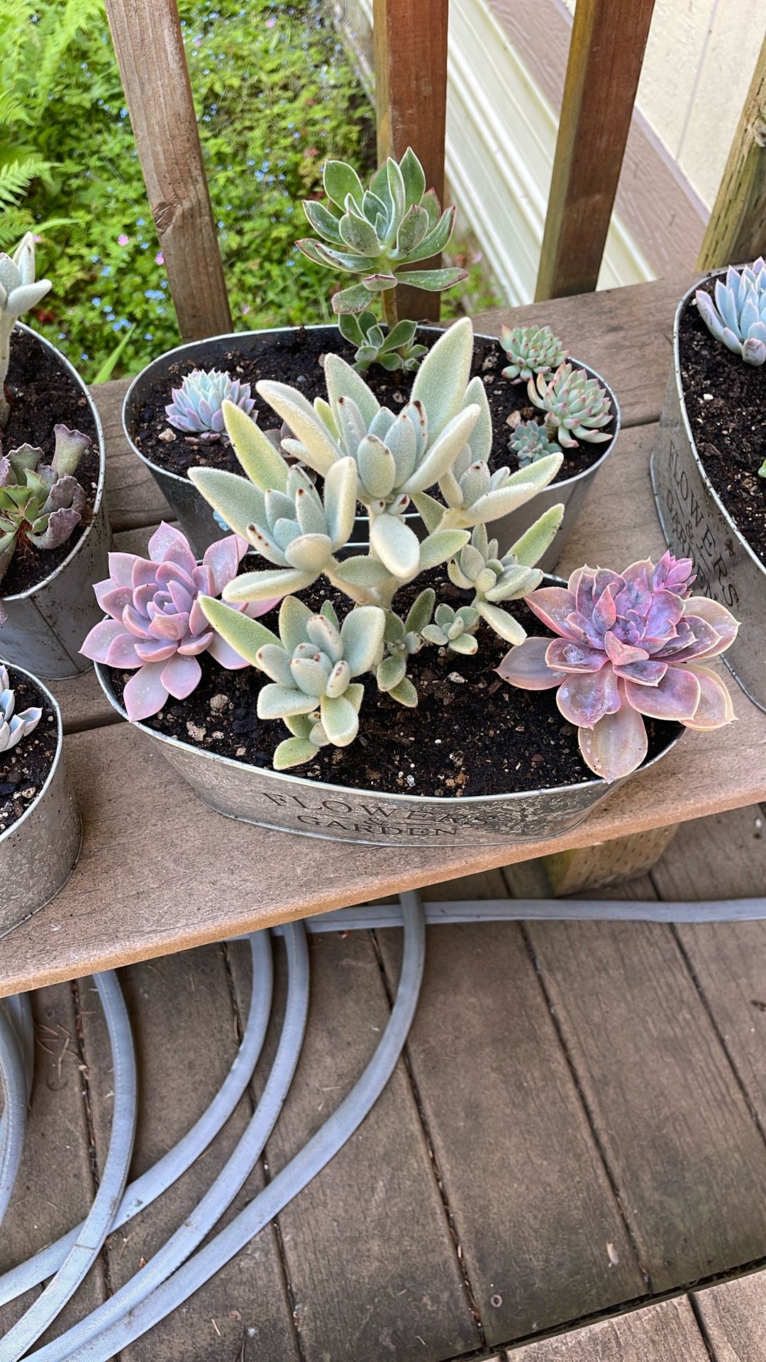 Container Succulent Gardens