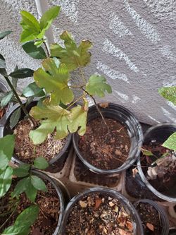Fig tree 🌳