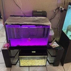 Fish Tank 
