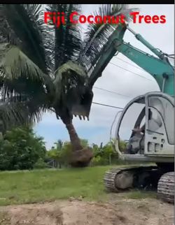 Fiji Coconuts Tree special