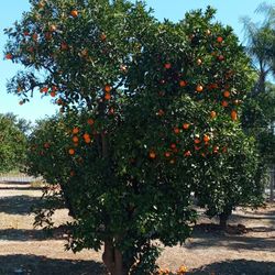 Oranges For Sale