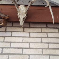 White Tail Antlers From Zapata Texas 