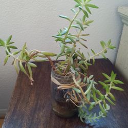 Plant Very Easy To Take Care Of 