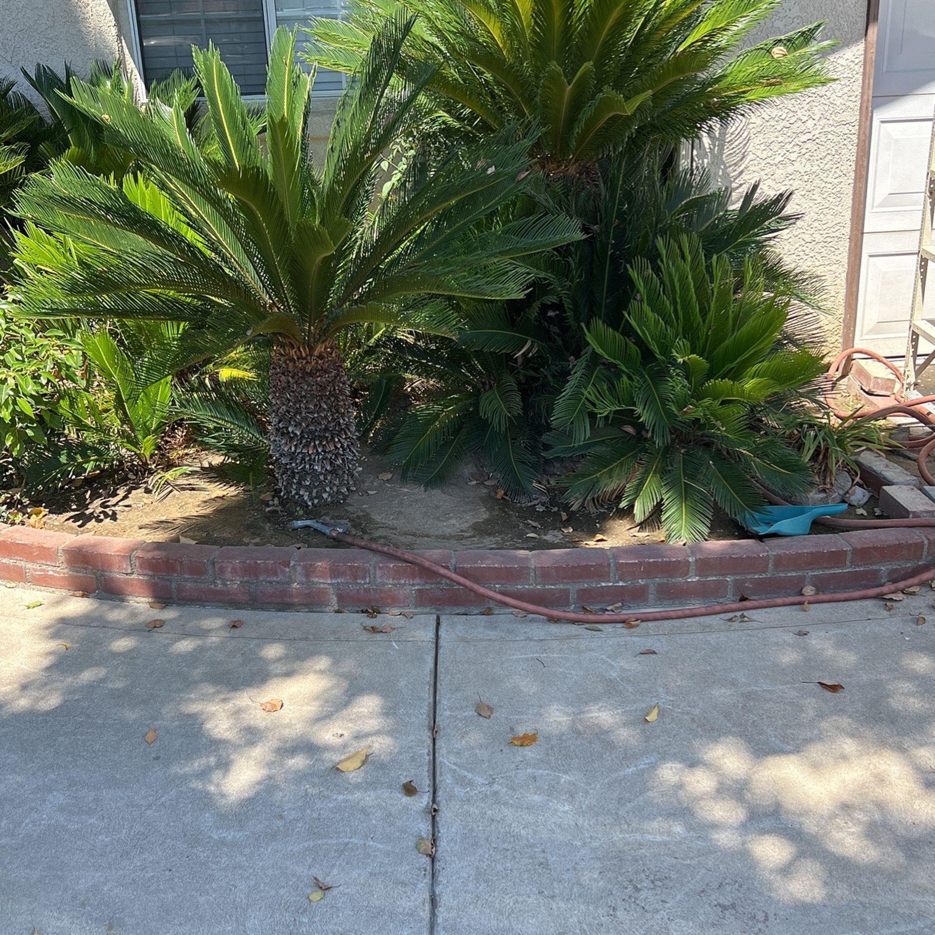 Sego Palms Make Offer !! You Remove