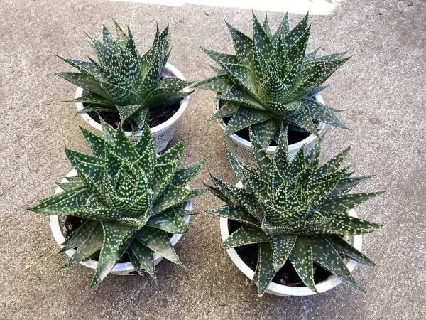 Gasteria Durbon Succulent 