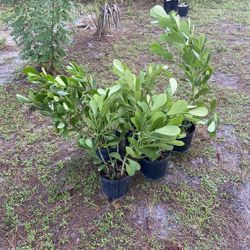 Glucia Plants 