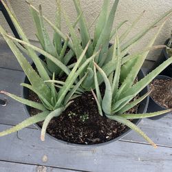 Aloe Vera Pot Plant
