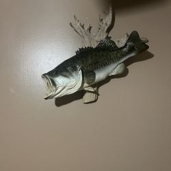 Bass Fish 