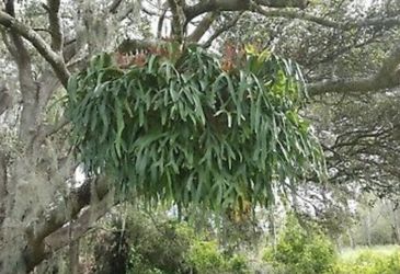 Gigantic Staghorn Fern blowout sale
