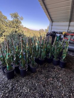 Dragon Fruit Trees / Pitajaya Plantas