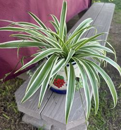 Spider Plants
