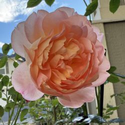 Blooming Lady of Shalott  Rose Plant in 3 Gal pot 