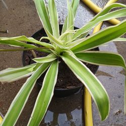 Plantas Spider O Lazo De Amor $4 Menta O hierbabuena $4