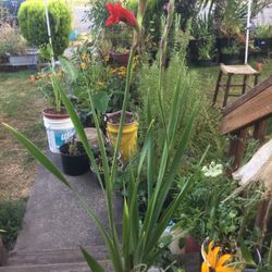 Glads