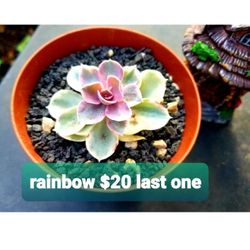 SALE TODAY SATURDAY RARE KOREAN SUCCULENTS SALE IN SAN LORENZO