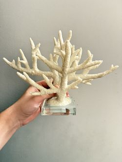 Coral on glass display